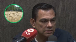 Agro: Industriales reportan bajos rendimientos del trigo del Valle del Carrizo