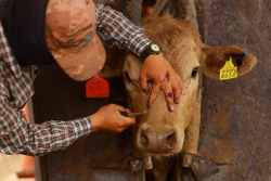 Alerta sanitaria por gusano barrenador