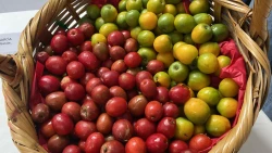 ¡A comer hasta pastel de ciruela! Invitan a Feria de la Ciruela en Agua Caliente de Gárate, Concordia