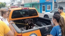 Se presenta caso grave de maltrato animal que involucró a más de 20 perros en Mazatlán