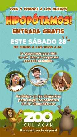 Zoológico de Culiacán te invita a conocer a los nuevos hipopótamos