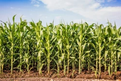 Fluyen los pagos de maíz, agricultores reciben 6 mil pesos  por tonelada: AARFS