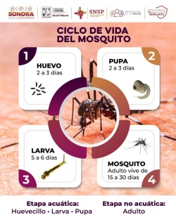 Invitan a conocer el ciclo de vida del mosquito para prevenir el dengue
