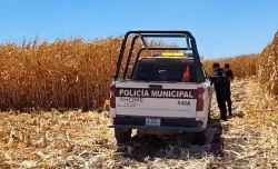 Encuentran sin vida a una persona en un campo agrícola del ejido 5 de mayo en Ahome 