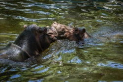 ¡Bienvenidos al Zoo Culiacán! Familias dan la bienvenida a la nueva pareja de hipopótamos