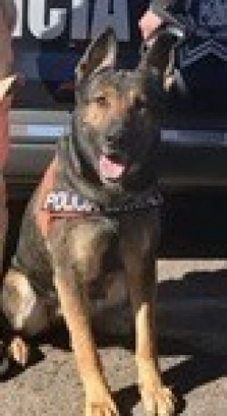Binomios caninos del Gobierno de Sonora aseguran arma de fuego y detienen a persona por violencia familiar