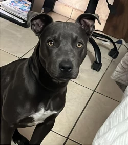 Buscan a perrito perdido en Mazatlán; responde al nombre de Max