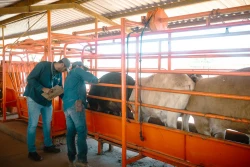 Gobierno de Sonora logra reapertura del cruce ganadero en Agua Prieta tras reconocimiento de estatus sanitario