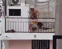 Detienen a hombre que golpeó con brutalidad a un perro en Mazatlán