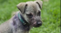 Cuide a su  mascota de la sarna