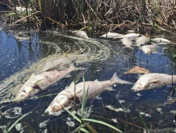 Aparecen peces muertos en la Laguna del Camarón de Mazatlán