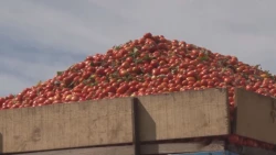 México ya prepara una estrategia por el arancel al tomate