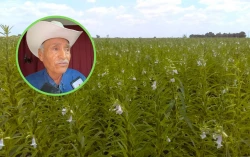 Productores del Valle del Carrizo recuperan la esperanza con las lluvias del norte de Sinaloa
