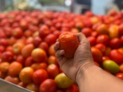 Se mantiene el precio del tomate a 25 pesos el kilo