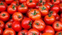 México busca otras alternativas de exportación de tomate