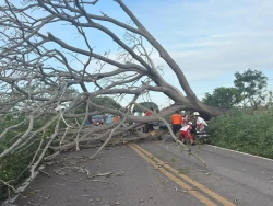 Motociclista choca contra árbol caído y resulta gravemente lesionado