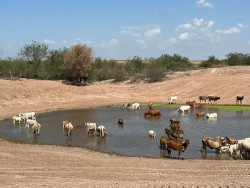 Llama la URGS no malbaratar el ganado y prepararse con la siembra de alimento