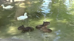 ¡A robarse el corazón de los mazatlecos! Llegan cuatro capibaras al Acuario de Mazatlán