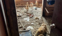 ¿Síndrome del Arca de Noé? Personas que acumulan animales podrían padecerlo