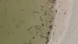 Eldorado concentra mayor número de casos de dengue