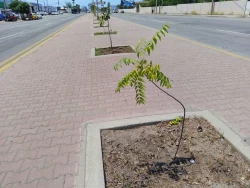 ¡Le dan un toque más verde a Mazatlán! Con Campaña de reforestación 2025 “Mazatlán en Equilibro