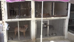 La educación desde la infancia sobre la tenencia responsable es la clave para disminuir a perros y gatos callejeros