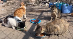 Los Gatos del Faro Mazatlán denuncian atropellamiento de gato en zona del Faro