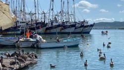 Localizan a hombre ahogado en el embarcadero de la Isla de la Piedra