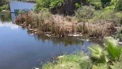 Si se presenta nuevamente mortandad de peces en Laguna del Camarón se tomará un muestreo inmediato