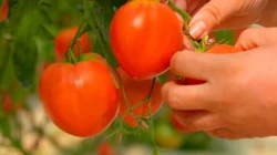 Productores y exportadores de tomate en México respaldan acciones de Claudia Sheinbaum