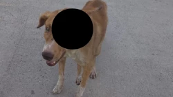Crueldad animal en Ahome: perrito pierde un ojo tras agresión con machete