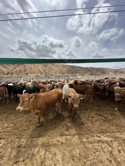 Inicia USDA revisión en Sonora para reabrir exportación de ganado