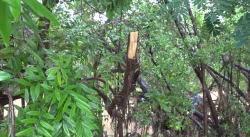 Tras la reciente poda del manglar del arroyo Jabalines, CBTIS No. 51 fortalece conciencia y protección ambiental