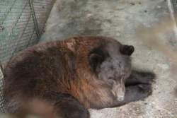 Regresa a casa: Osa negra es liberada en la sierra de Sonora