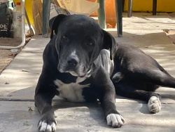 Alcalde de Ahome revisará situación del centro de Control y Bienestar Animal