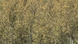 Productores ven oportunidad de exportar sorgo a China