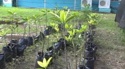 CETMAR 08 fortalece la protección de los manglares en Mazatlán
