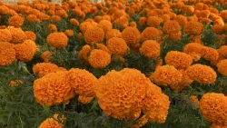 El cempasúchil: una flor especial en el Día de Muertos