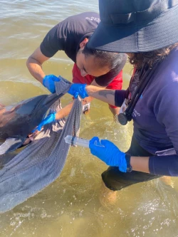 Rescatan a delfín varado en la Isla de la Piedra