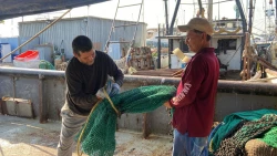 La pesca del camarón, un sustento de miles de familias sinaloenses