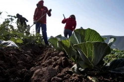 Crecen las actividades primarias en Sinaloa