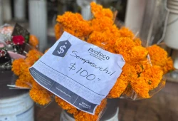 Floristas pierden el 50% de carga de cempasúchil