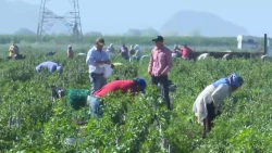 Por lo menos en el municipio de Culiacán se descarta el trabajo de mano de obra infantil