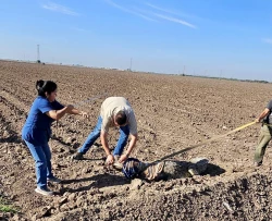 Un cocodrilo de casi tres metros, fue capturado y liberado por PC Municipal y GEPA