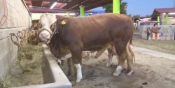 Reafirma Rocha Moya que sí habrá Feria Ganadera en Culiacán