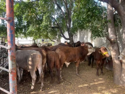 Buscan el mejoramiento de la genética del ganado con la adquisición de sementales en Mazatlán