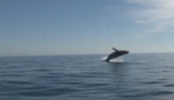Mazatlán se prepara para la temporada de avistamiento de ballenas