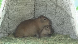 Puedes participar en la elección del nombre de los dos nuevos capibaras del zoológico