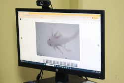 Investigadora de la UAS cultiva ajolotes para desarrollar posible cura a enfermedades