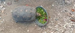 Más de 850 animales han sido rehabilitados  y rescatados por el Hospital de la Fauna del Gran Acuario Mazatlán 